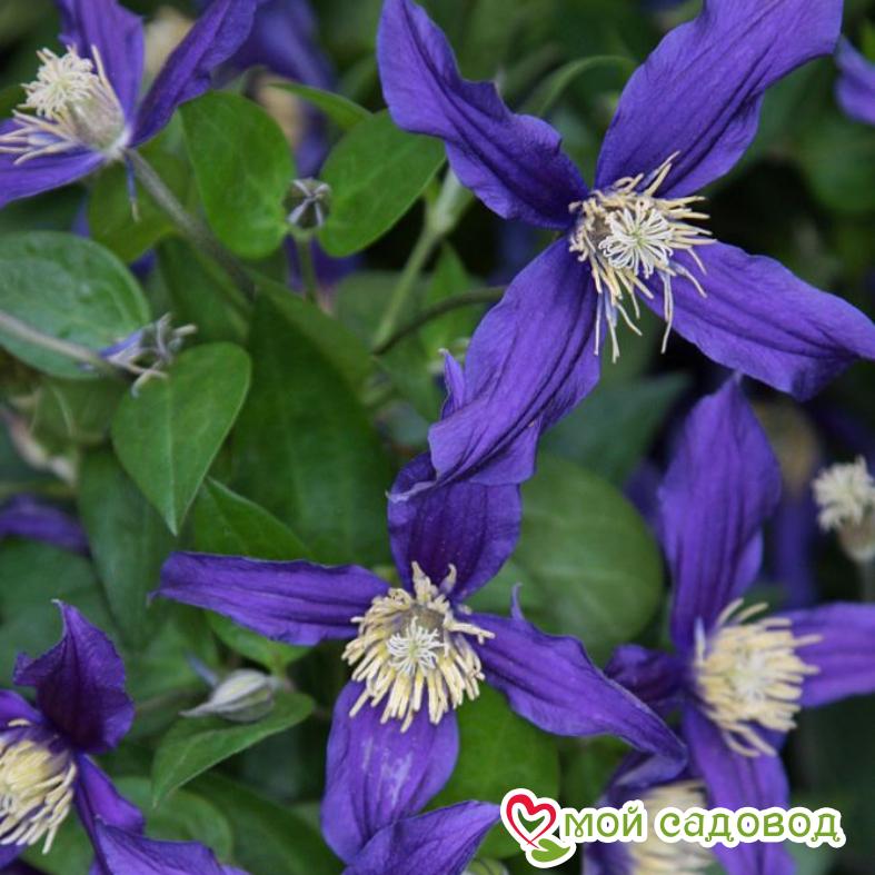 Клематис Блю Оушен ЗКС
