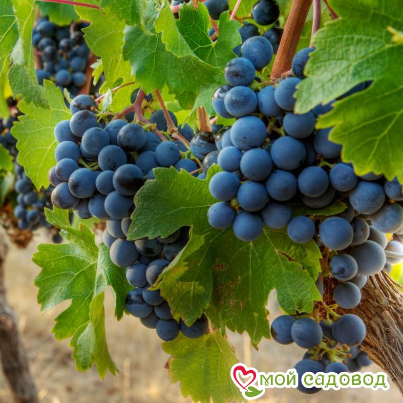 Виноград Мускат Гамбургский