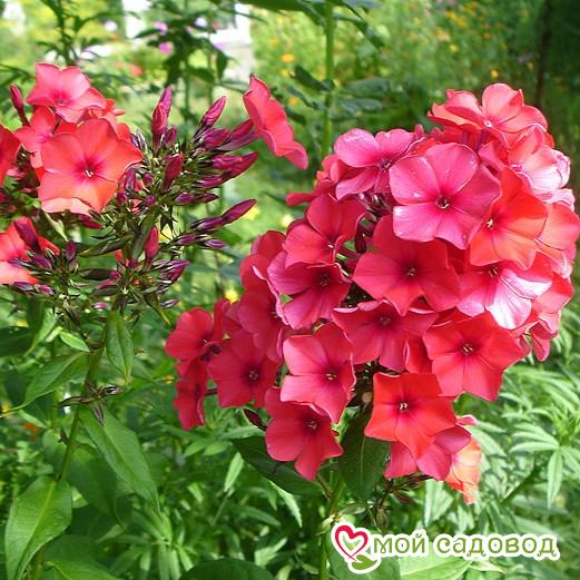 Флокс метельчатый Оранж Перфекшен