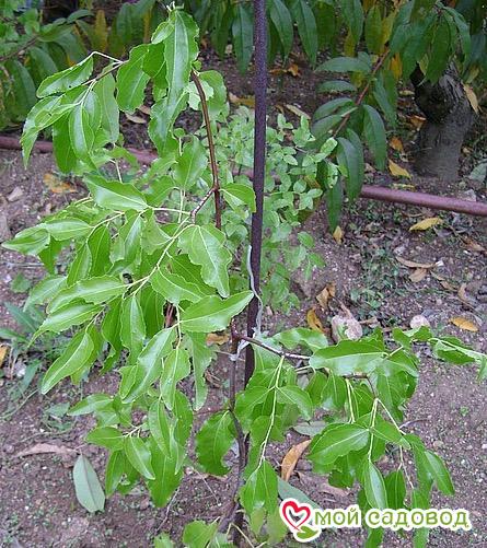 Зизифус Удлиненный