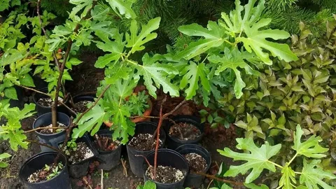 Инжир Саксанз